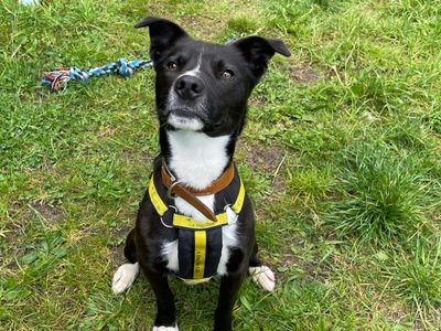 Apollo | Terrier (Staffordshire Bull) Cross | Shrewsbury (Shropshire) - 3