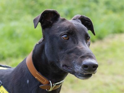 Maestro | Greyhound | Loughborough - 2