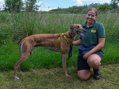 Gaston | Greyhound | Loughborough - 5