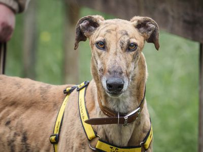 Gaston | Greyhound | Loughborough - 3