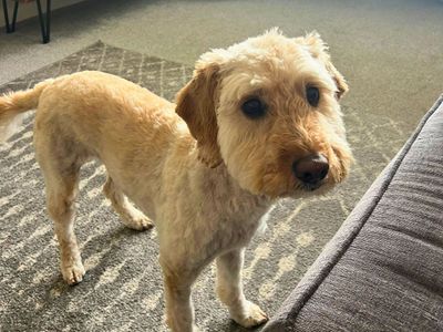 Betsy | Spaniel (Cocker) Cross | Salisbury (Wiltshire) - 2