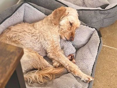 Betsy | Spaniel (Cocker) Cross | Salisbury (Wiltshire) - 3