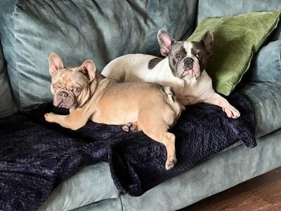 Hugo and Louis | French Bulldog | Cardiff - 5
