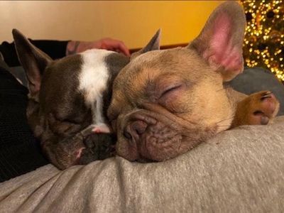 Hugo | French Bulldog | Salisbury (Wiltshire)