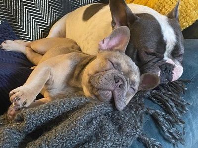 Hugo and Louis | French Bulldog | Cardiff - 3