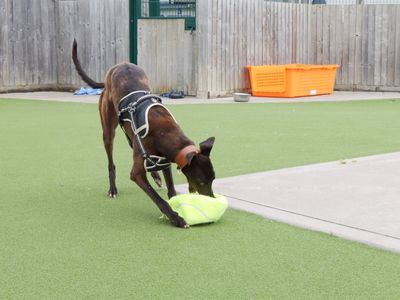 Lilo | Greyhound | Evesham (Worcestershire) - 3