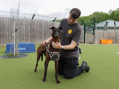 Lilo | Greyhound | Evesham (Worcestershire) - 3