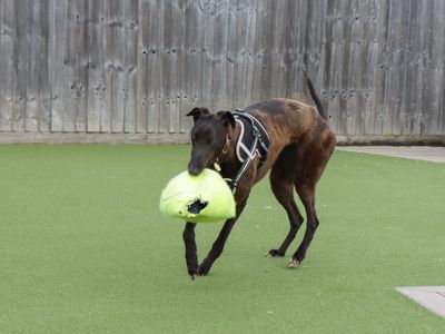 Lilo | Greyhound | Evesham (Worcestershire) - 5