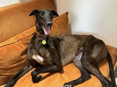 Lilo | Greyhound | Evesham (Worcestershire) - 5
