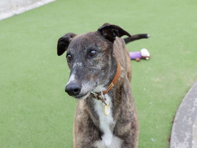 Tigger | Greyhound | Evesham (Worcestershire) - 5