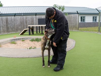 Tigger | Greyhound | Evesham (Worcestershire) - 3