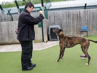 Tigger | Greyhound | Evesham (Worcestershire) - 3