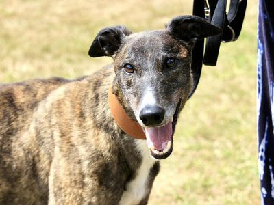 Tigger | Greyhound | Shrewsbury (Shropshire) - 5