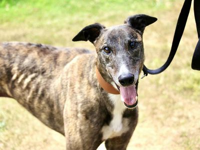 Tigger | Greyhound | Evesham (Worcestershire) - 5