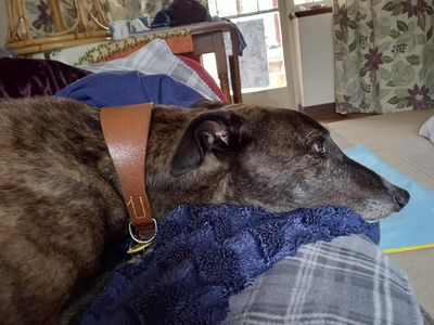 Tigger | Greyhound | Shrewsbury (Shropshire) - 5