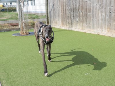 Tigger | Greyhound | Shrewsbury (Shropshire) - 3