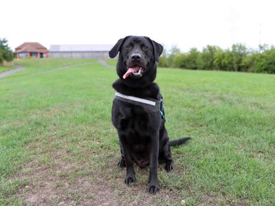 Koda | German Shepherd Dog Cross | Darlington - 3