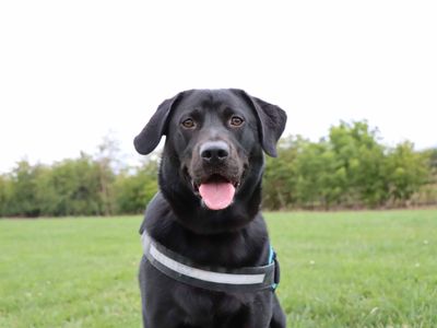 Koda | German Shepherd Dog Cross | Darlington - 2