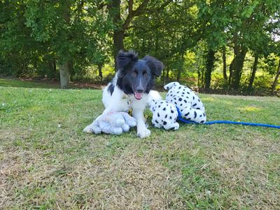 Heidi | Collie (Border) Cross | Canterbury - 1