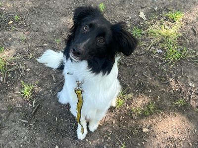 Heidi | Collie (Border) Cross | Canterbury - 3