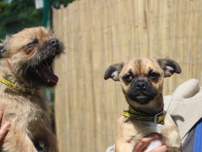 Edwina | Shih Tzu Cross | Merseyside (Liverpool) - 2