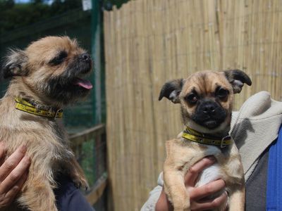 Edwina | Shih Tzu Cross | Merseyside (Liverpool) - 3