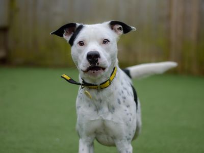 Martin | Terrier (Staffordshire Bull) Cross | Shrewsbury (Shropshire) - 3