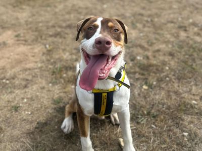 Rolo | American Bulldog | Snetterton (Norfolk) - 3