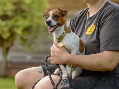 Radish | Terrier (Jack Russell) | Kenilworth (West Midlands) - 1