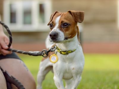 Radish | Terrier (Jack Russell) | Kenilworth (West Midlands) - 3