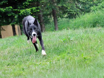 Max | Collie (Border) | Darlington - 3