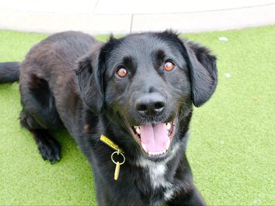 Moss | Retriever (Labrador) Cross | Evesham (Worcestershire) - 3