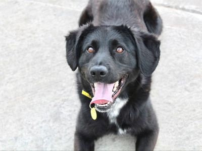 Moss | Retriever (Labrador) Cross | Evesham (Worcestershire) - 5