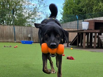 Murphy | Retriever (Labrador) Cross | Shrewsbury (Shropshire) - 3