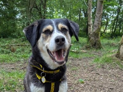 Freya | Siberian Husky Cross | West Calder (Edinburgh) - 5