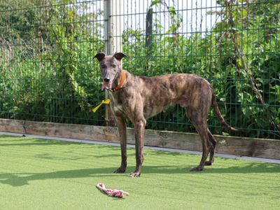 Alan | Greyhound | Darlington - 2