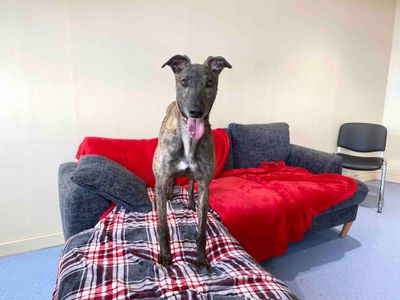 Alan | Greyhound | Darlington - 3