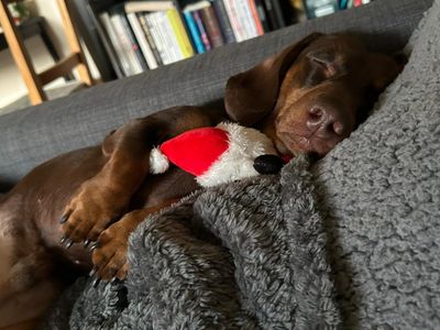 Odie | Dachshund (Smooth Haired) | Newbury (Berkshire) - 3