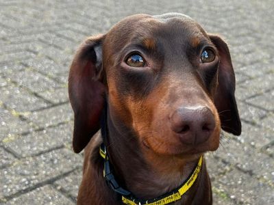 Odie | Dachshund (Smooth Haired) | Newbury (Berkshire) - 5