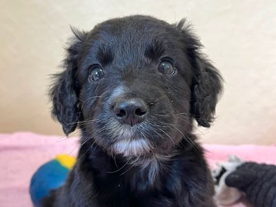 Vinny | Spaniel (Cocker) Cross | Ballymena (Northern Ireland) - 3