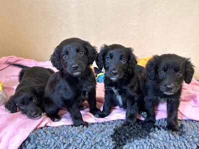 Vinny | Spaniel (Cocker) Cross | Ballymena (Northern Ireland) - 1