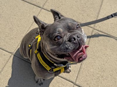 Candy | French Bulldog | Basildon (Essex) - 3