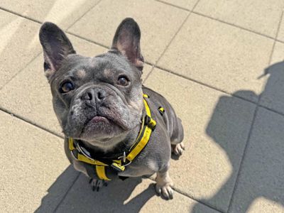 Candy | French Bulldog | Basildon (Essex) - 5