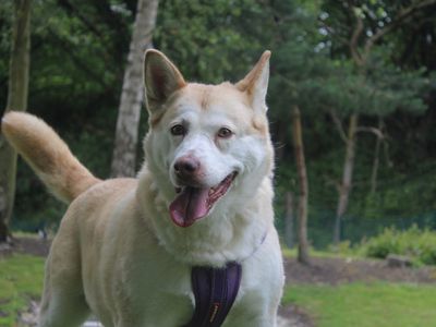 Cilla | Siberian Husky Cross | Merseyside (Liverpool) - 1