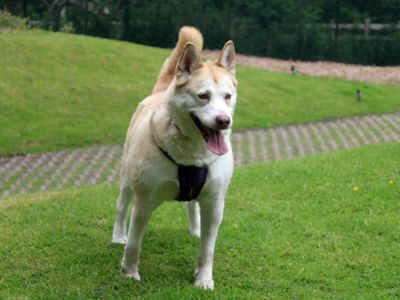Cilla | Siberian Husky Cross | Merseyside (Liverpool) - 4
