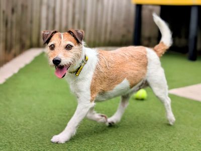 Buddy | Terrier (Jack Russell) | Cardiff - 5