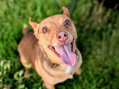 Gwenny | Terrier (Jack Russell) | Cardiff - 3