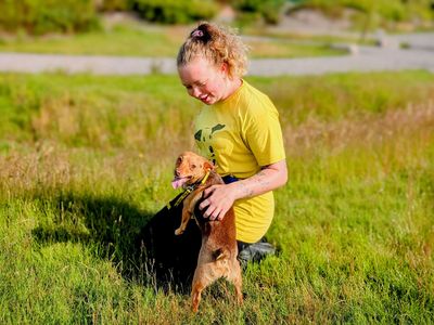 Gwenny | Terrier (Jack Russell) | Cardiff - 5