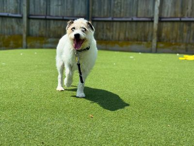 Eddie | Terrier (Fox Wire) | Salisbury (Wiltshire) - 3
