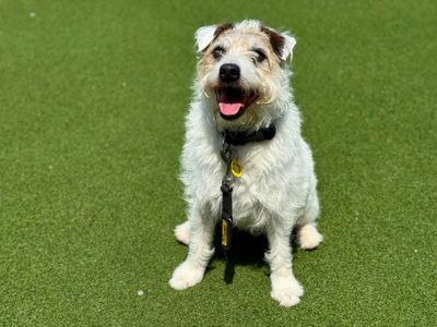 Eddie | Terrier (Fox Wire) | Salisbury (Wiltshire) - 1